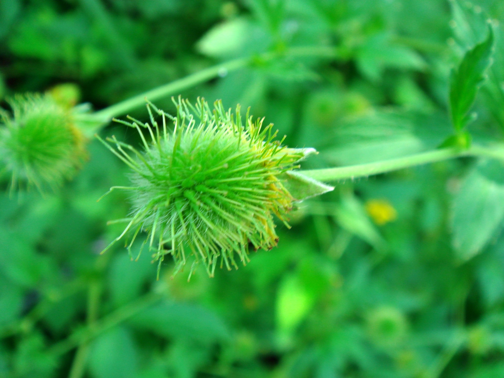 Geum aleppicum Jacquin